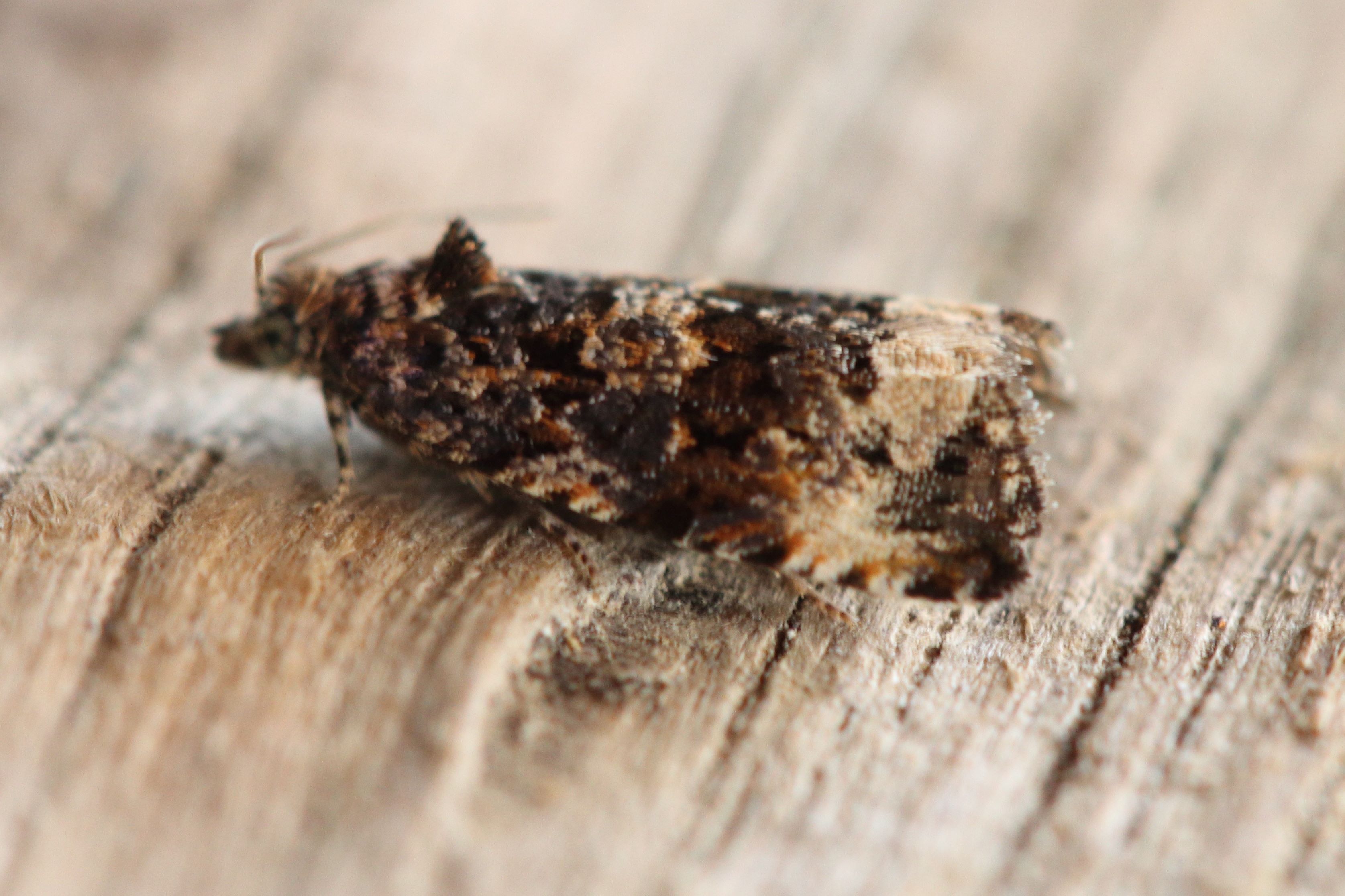 Photo of Teasel Marble (Endothenia gentianaeana)
